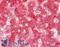 APOC3 antibody, LS-B10605, Lifespan Biosciences, Immunohistochemistry frozen image 