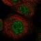 LysM Domain Containing 1 antibody, NBP1-81095, Novus Biologicals, Immunocytochemistry image 