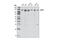 UPF1 RNA Helicase And ATPase antibody, 9435S, Cell Signaling Technology, Western Blot image 