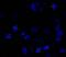 Aurora Kinase A antibody, NB100-2371, Novus Biologicals, Immunohistochemistry frozen image 