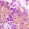 Actinin Alpha 1 antibody, LS-C354227, Lifespan Biosciences, Immunohistochemistry paraffin image 