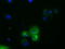 Phosphodiesterase 4A antibody, LS-C115232, Lifespan Biosciences, Immunofluorescence image 