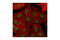 PHD finger protein 20 antibody, 3934S, Cell Signaling Technology, Immunofluorescence image 