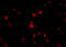 Nucleoporin 107 antibody, A03724, Boster Biological Technology, Immunofluorescence image 