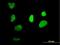 DNA repair protein XRCC1 antibody, H00007515-B01P, Novus Biologicals, Immunofluorescence image 