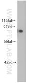 Tripartite Motif Containing 37 antibody, 13037-1-AP, Proteintech Group, Western Blot image 