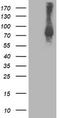 Signal Transducer And Activator Of Transcription 4 antibody, TA502880, Origene, Western Blot image 