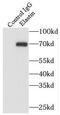 Elastin antibody, FNab09789, FineTest, Immunoprecipitation image 