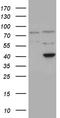 APOBEC4 antibody, TA810779S, Origene, Western Blot image 