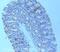 Proprotein Convertase Subtilisin/Kexin Type 9 antibody, ab31762, Abcam, Immunohistochemistry paraffin image 