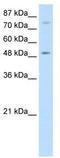 Forkhead box protein B1 antibody, TA343686, Origene, Western Blot image 