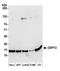 Canopy FGF Signaling Regulator 2 antibody, A305-683A-M, Bethyl Labs, Western Blot image 