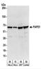 Poly(A) RNA polymerase, mitochondrial antibody, NBP2-22258, Novus Biologicals, Western Blot image 
