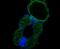 Gametocyte-specific factor 1 antibody, NBP2-76934, Novus Biologicals, Immunocytochemistry image 