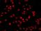 POTE Ankyrin Domain Family Member G antibody, orb378383, Biorbyt, Immunofluorescence image 