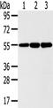 Isthmin 2 antibody, TA351804, Origene, Western Blot image 