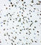 ShcA antibody, LS-C313035, Lifespan Biosciences, Immunocytochemistry image 