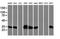 Hsp70-binding protein 1 antibody, NBP2-01168, Novus Biologicals, Western Blot image 