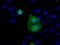 RAB17, Member RAS Oncogene Family antibody, M07742, Boster Biological Technology, Immunofluorescence image 