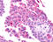 Metabotropic glutamate receptor 2 antibody, TA317616, Origene, Immunohistochemistry frozen image 