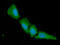 Tyrosine 3-Monooxygenase/Tryptophan 5-Monooxygenase Activation Protein Gamma antibody, GTX57599, GeneTex, Immunocytochemistry image 