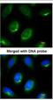 Laminin subunit beta-1 antibody, NBP1-32043, Novus Biologicals, Immunofluorescence image 