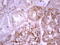 Complement factor I antibody, M00973, Boster Biological Technology, Immunohistochemistry paraffin image 