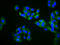 Zinc Finger DHHC-Type Containing 14 antibody, CSB-PA811637LA01HU, Cusabio, Immunofluorescence image 