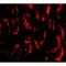 Barrier-to-autointegration factor antibody, LS-B447, Lifespan Biosciences, Immunofluorescence image 