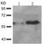 Akt antibody, TA323436, Origene, Western Blot image 