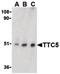Tetratricopeptide Repeat Domain 5 antibody, LS-C19472, Lifespan Biosciences, Western Blot image 