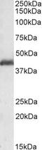 Platelet Activating Factor Acetylhydrolase 1b Regulatory Subunit 1 antibody, EB05439, Everest Biotech, Western Blot image 