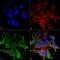 Pan-Shank antibody, MA5-27633, Invitrogen Antibodies, Immunofluorescence image 