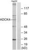 Uncharacterized aarF domain-containing protein kinase 4 antibody, LS-C119206, Lifespan Biosciences, Western Blot image 