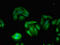 TXK Tyrosine Kinase antibody, orb53071, Biorbyt, Immunofluorescence image 