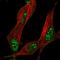 Ring Finger Protein 112 antibody, HPA015970, Atlas Antibodies, Immunofluorescence image 