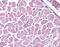 Kinesin Family Member 5B antibody, 51-559, ProSci, Immunohistochemistry paraffin image 