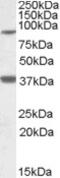 Ceramide Synthase 1 antibody, MBS422135, MyBioSource, Western Blot image 