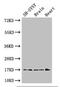 Fission, Mitochondrial 1 antibody, orb45854, Biorbyt, Western Blot image 