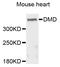 Dystrophin antibody, MBS127479, MyBioSource, Western Blot image 
