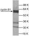 Cyclin B1 antibody, GTX27957, GeneTex, Western Blot image 
