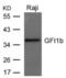 Growth Factor Independent 1B Transcriptional Repressor antibody, PA5-49692, Invitrogen Antibodies, Western Blot image 