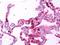 ED2-like antigen antibody, orb95799, Biorbyt, Immunohistochemistry paraffin image 