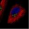 Component Of Oligomeric Golgi Complex 7 antibody, NBP2-14914, Novus Biologicals, Immunofluorescence image 