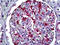 S100 Calcium Binding Protein A6 antibody, 51-797, ProSci, Immunohistochemistry frozen image 