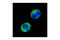 Janus Kinase 2 antibody, 3230P, Cell Signaling Technology, Immunofluorescence image 