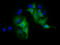 Myo-Inositol Oxygenase antibody, TA501478, Origene, Immunofluorescence image 