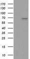 Alpha-1-fetoprotein antibody, TA501784, Origene, Western Blot image 