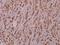 A-Kinase Anchoring Protein 10 antibody, A07311, Boster Biological Technology, Immunohistochemistry frozen image 