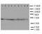 E2F Transcription Factor 2 antibody, LS-C312954, Lifespan Biosciences, Western Blot image 